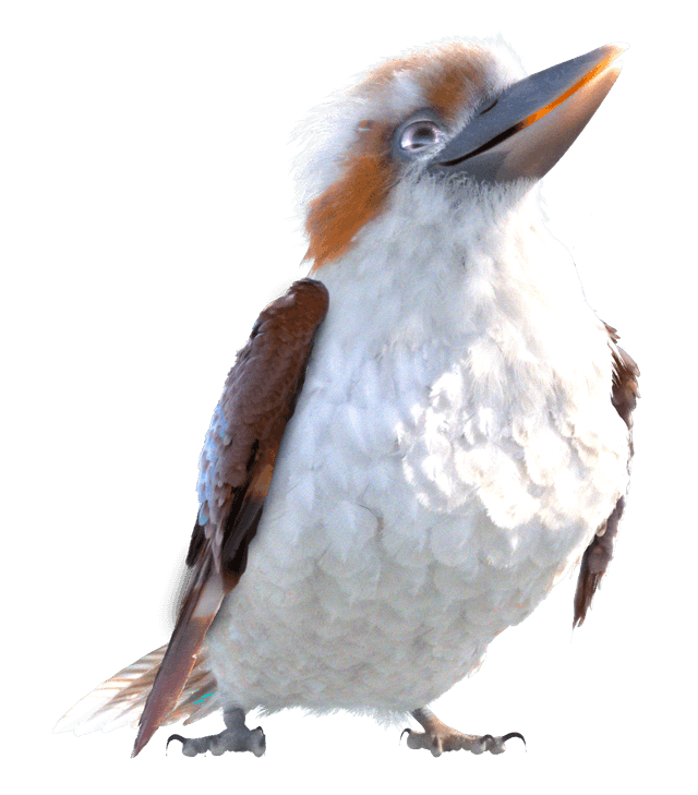 Kookaburra
